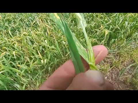 Видео: Уборка озимой пшеницы 2024 началась! После заморозков косим на сенаж и сено