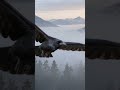 When Odin Listens... 👁🗨 Dark Viking Ritual Music (Hrafnar Hás)