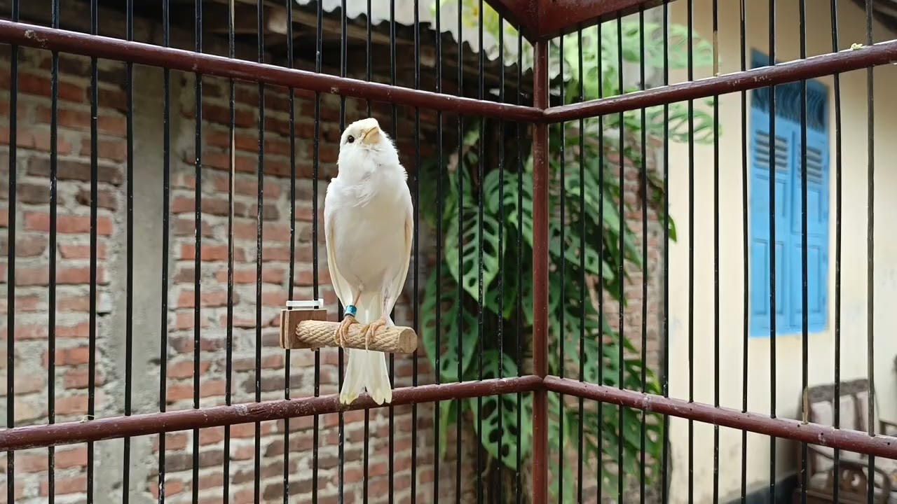 Best Canary Training Song