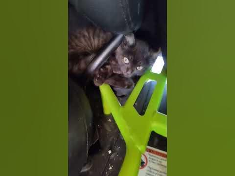 киса на квадрика. - YouTube