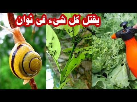 اقوى مبيد حشرى تختفى جميع الحشرات من الحديقه فى ثوانى بمكونات طبيعيه  