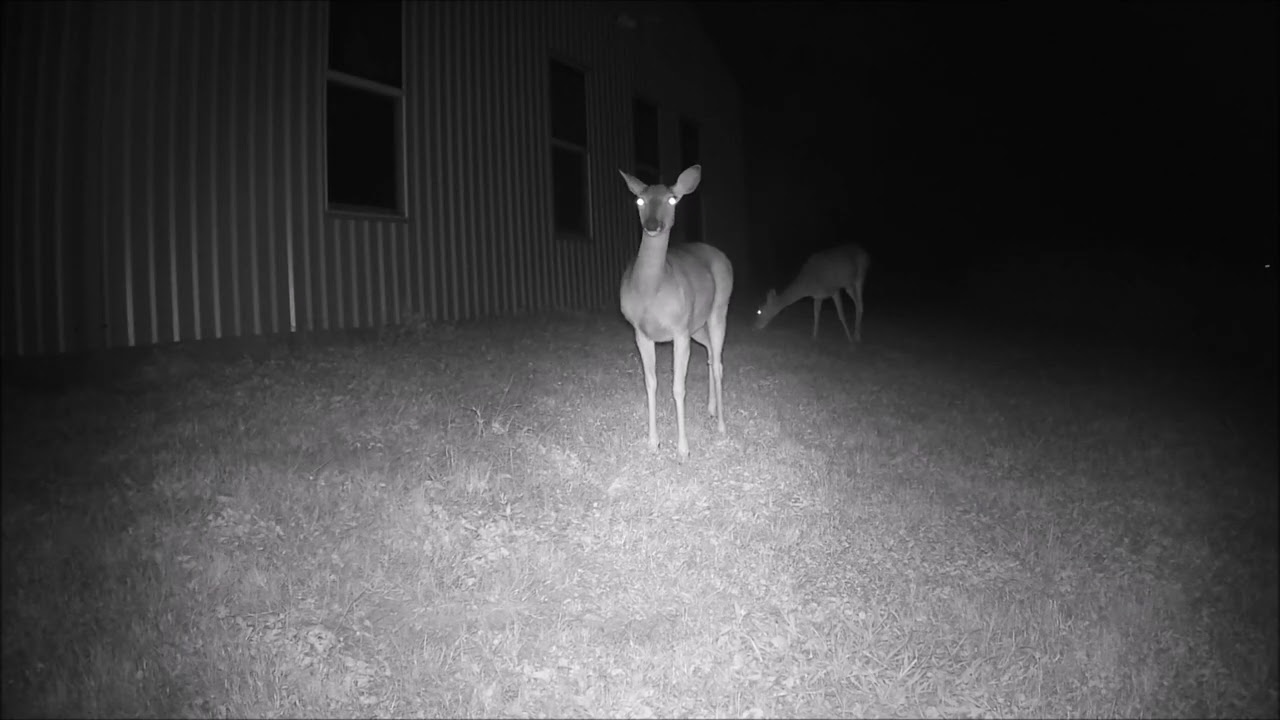 Déballage caméra chasse iZEEKER IG200 - Test caméra chasse et