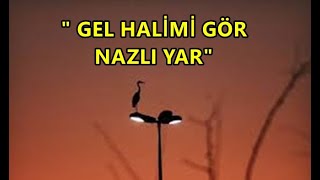 Gel Halimi Gör Nazlı Yar...