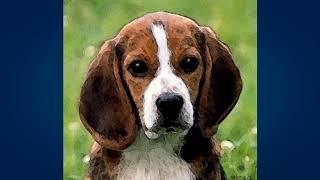 Бигль (Beagle) Бигль (Beagle)