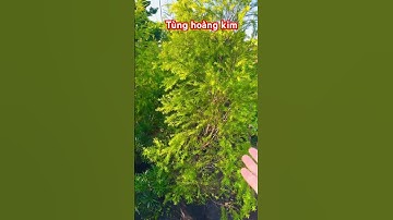 Cây Tùng hoàng kim | 0386569374 - Ngọc Ngân Bến Tre | Chuyên cây độc lạ