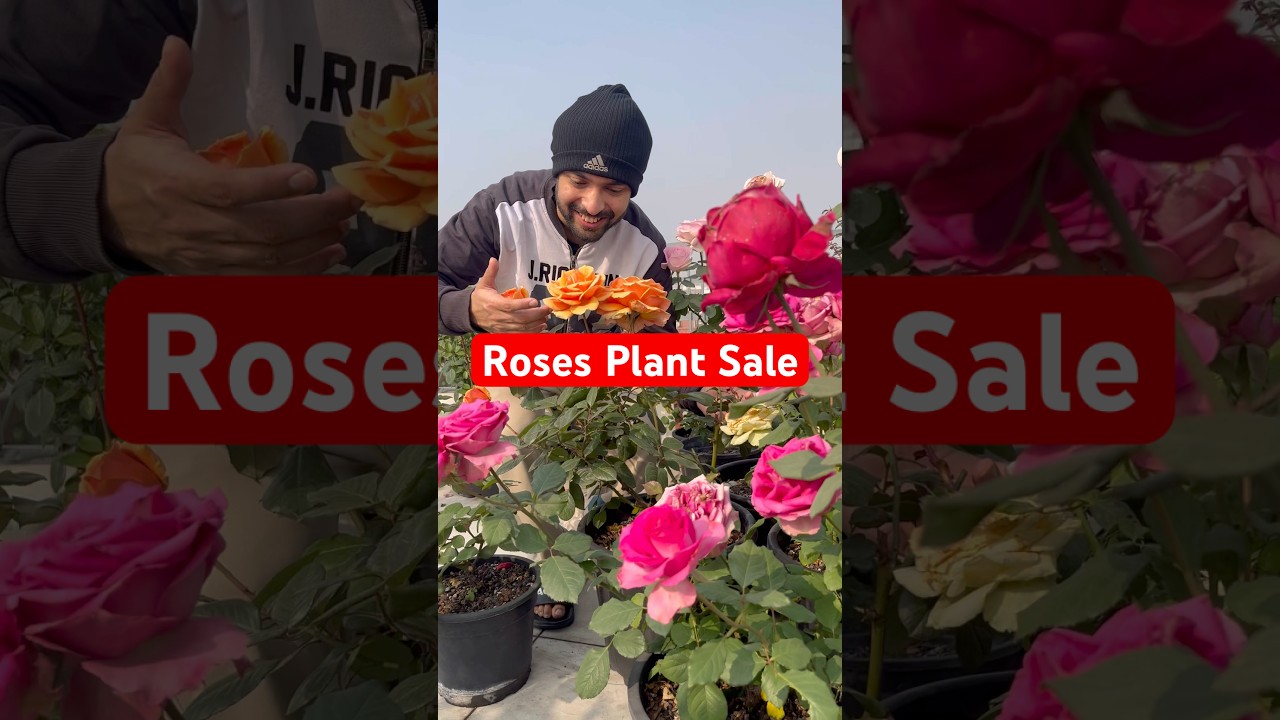 Rose plant for sale online 