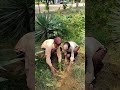 Save nature Save Earth Campaign,Save Trees, sustainable farming #shortsfeed #shortvideo #shorts