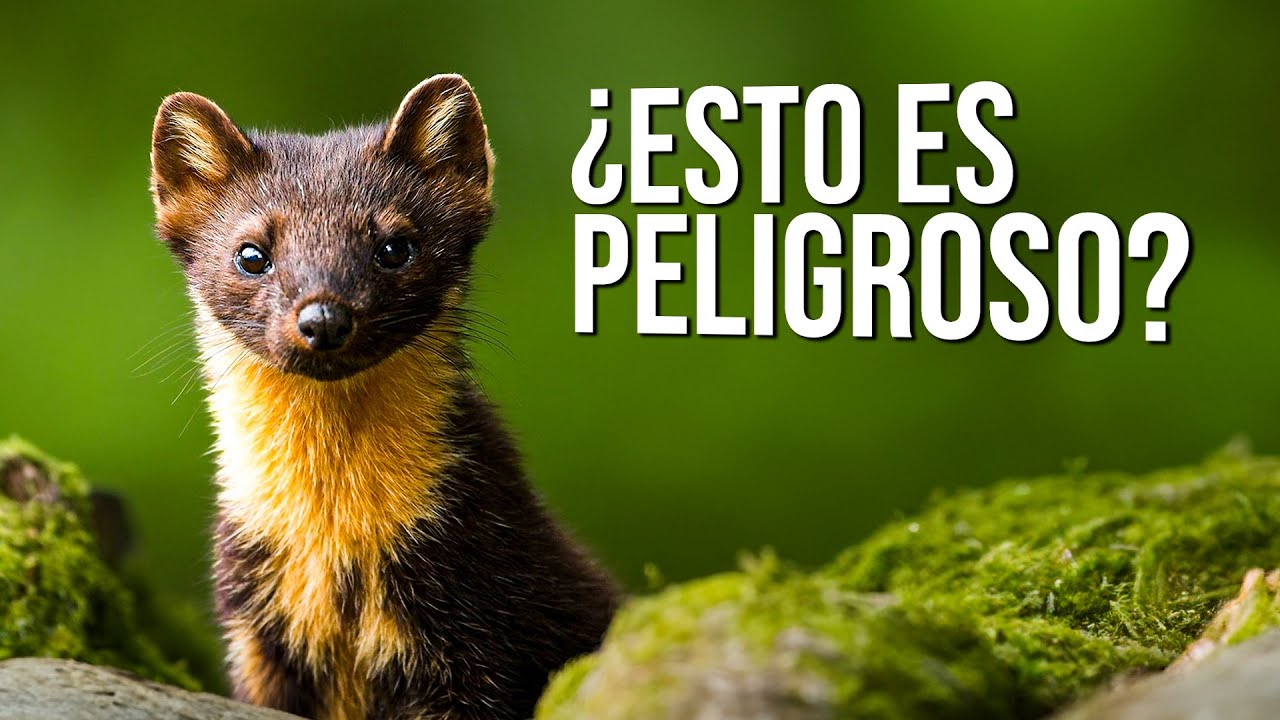 15 Animales Adorables que son Extremadamente Peligrosos