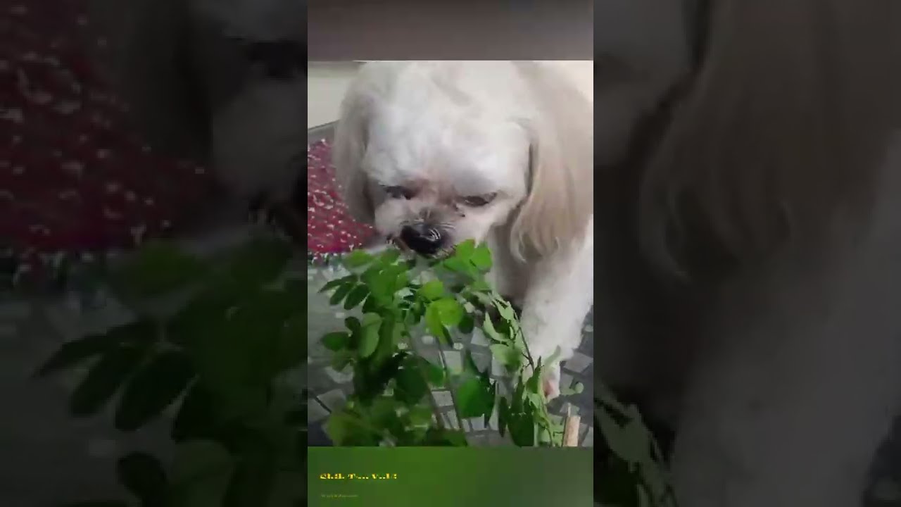 Dog eating raw vegetable YouTube