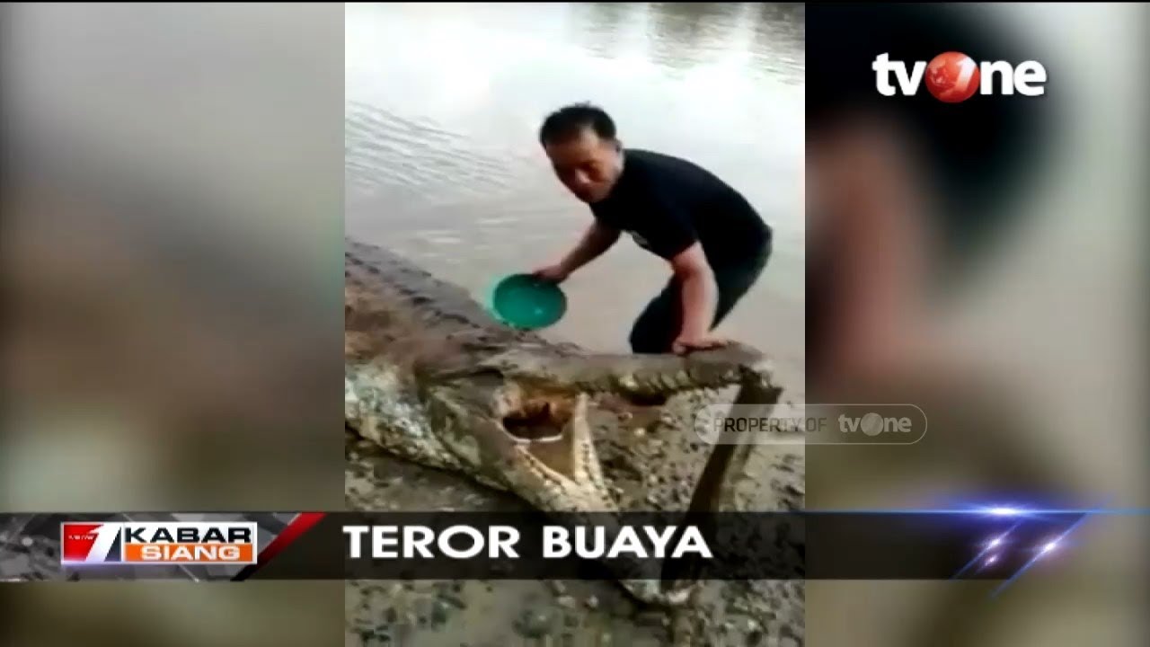 tv one live streaming free Buaya Raksasa Ditembak Saat Hendak Mangsa Warga