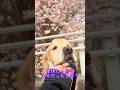 大好きな可愛いお友達に捧ぐ‼️ゴールデンレトリバー烈#shorts #れつれつ #ゴールデンレトリバー #goldenretriever
