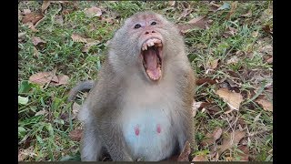 Pregnant female monkey cry cos hurt her stomach