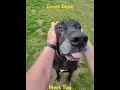 #dogs #greatdane #newjersey #rescuedog #raybanmeta
