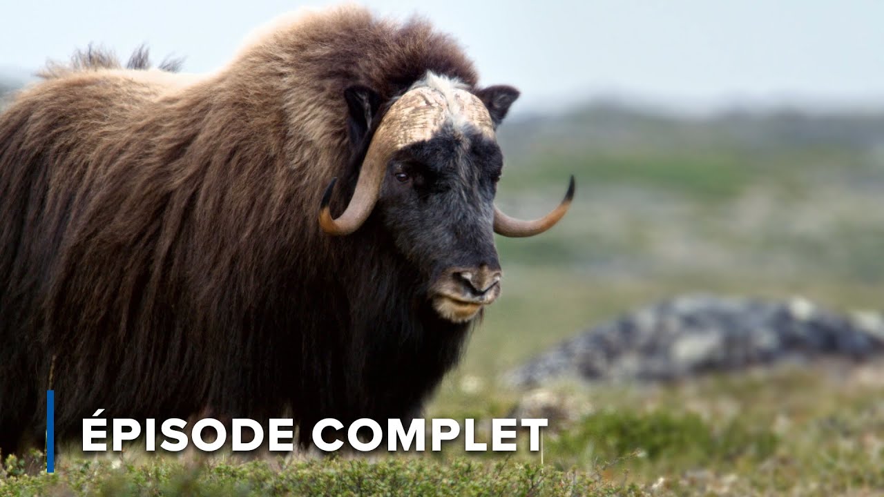 Nourrir les cerfs: Un hiver rude en Nouvelle-Écosse | Les mystères de l'est 112