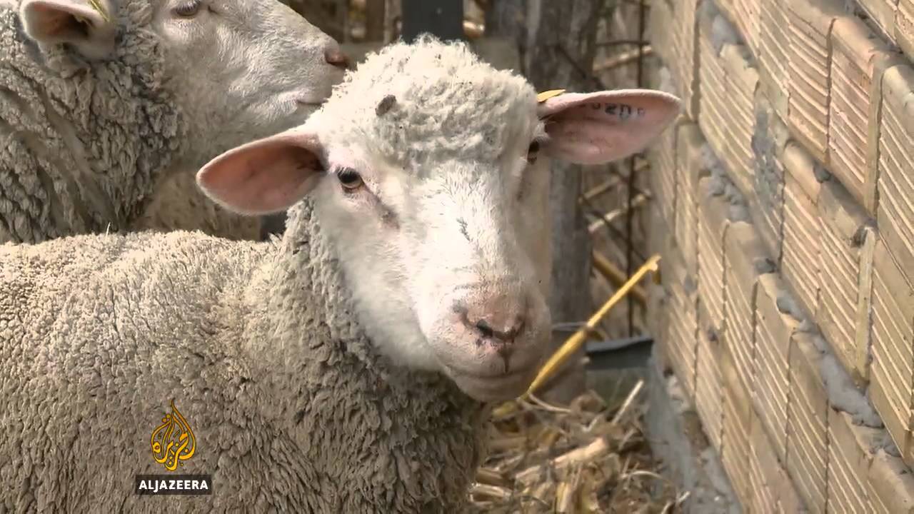 فرص غير مؤكدة لتعافي تربية الماشية في صربيا