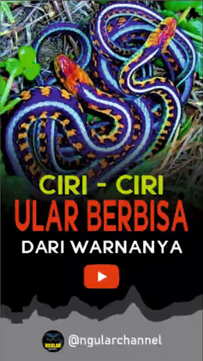CIRI CIRI ULAR BERBISA !!! #shorts #short #ular #ularberbisa