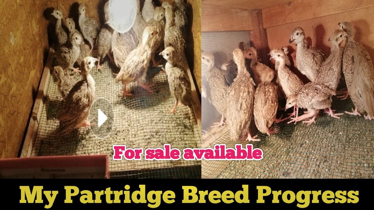 My Partridge Breed Progress Chiks Hatach/Chakoor chiks Haching Result Urdu 2019 /چکور بریڈنگ پروگریس