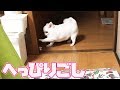 ちょっとへっぴり腰でおもちゃと夢中になって遊ぶ犬！可愛い｜A dog playing crazy with a toy is cute!