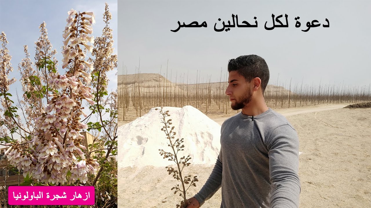 دعوة لكل نحالين مصر - أزهار شجرة الباولونيا قبل التفتح