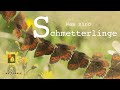 ABENTEUER INSEKTENWELT (8) - Schmetterlinge