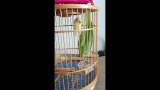 Briding kenari di Taiwan❗ kenari lokal 👍👍👍 screenshot 3