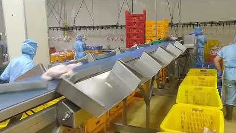 Chicken weight sorting machine. Chicken grading scale. Compact chicken grader with 10 stations.