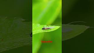 The insect in the image is a type of aphid, specifically a winged aphid. #viral #insect #nature