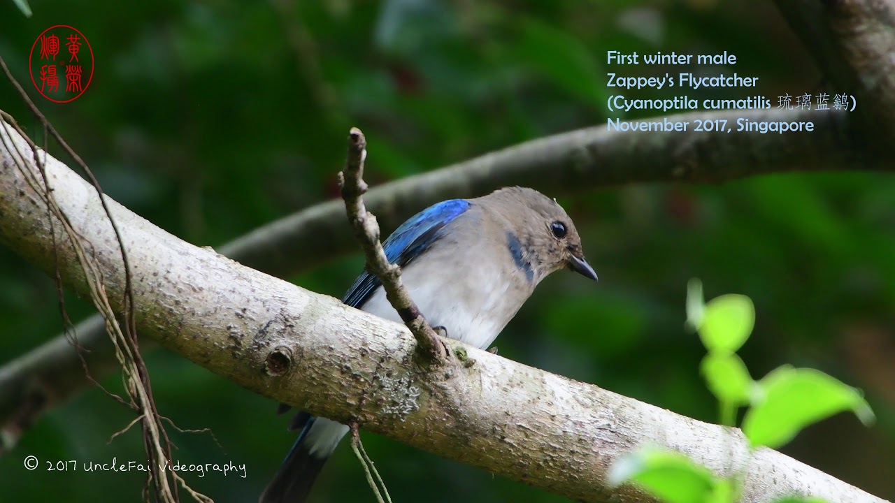 First winter male Zappey's Flycatcher (Cyanoptila cumatilis 琉璃蓝鹟) 