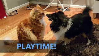 Omar the Maine Coon cat: Playtime! With Rafiki