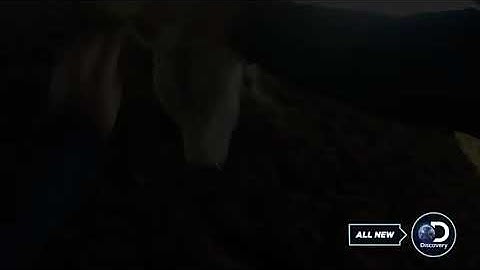 American bull fighting. The secret service to a bull rider.