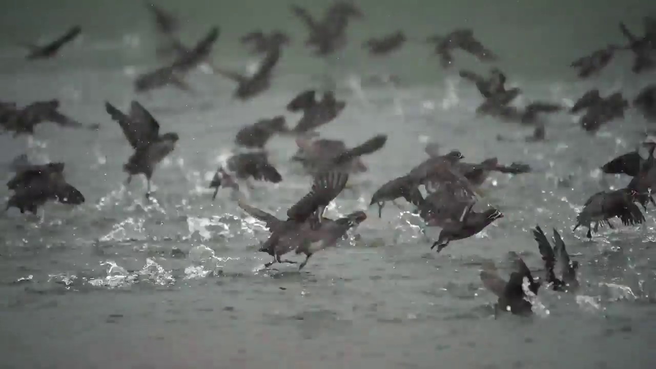 千島列島 ヤンキチャ島 シラヒゲウミスズメ Whiskered Auklet of Yankicha Island｜西遊旅行 