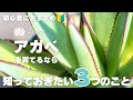 【多肉植物】初心者におすすめ！アガベの育て方を解説します！