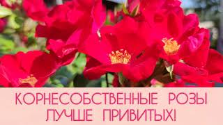Преимущества корнесобственных роз перед привитыми! Вот почему я черенкую розы! #черенкование_роз