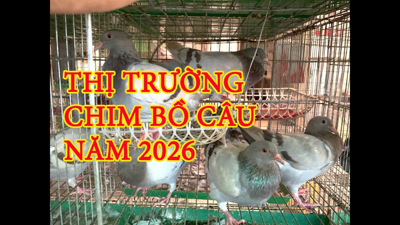 РЫНОК ГОЛУБЕЙ В 2026 ГОДУ | ДЛЯ ТЕХ, КТО ГОТОВИТСЯ К РАЗВЕДЕНИЮ ГОЛУБЕЙ