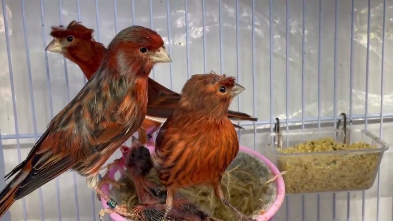 cría de canarios 2025