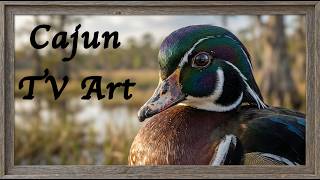 Wood Duck of the Bayou | Cajun TV Art screenshot 4