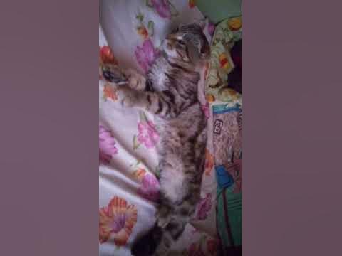 самый милый кот на плонете - YouTube