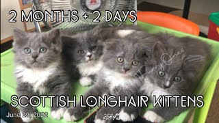 Scottish Longhair Kittens at 2 months