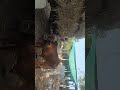 GRASS DELIVERED TO CHAKICHERLA GOSHALA ON 06 MAR 26 BY VASU YADAV MIRIAM DONORS FROM CHIMAKURTY