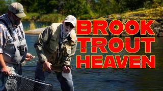 Nipigon Brook Trout Heaven