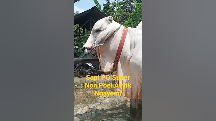 SAPI PO SUPER NON POEL ASYIK NGGAYEMI #shorts #sapi #sapipo