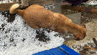 Scary Hailstorm In Sangaiyumpham, Manipur