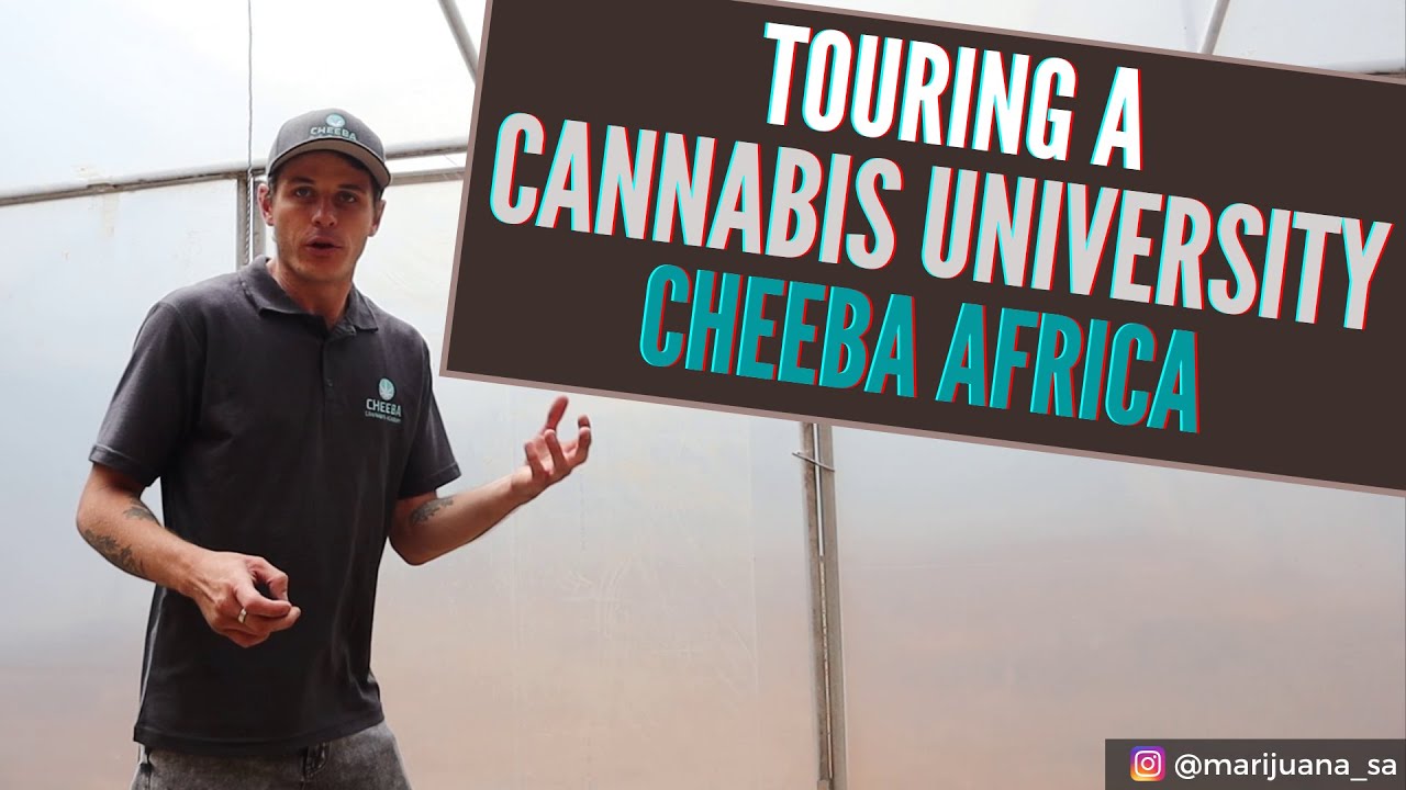 Touring a Cannabis University - Cheeba Africa