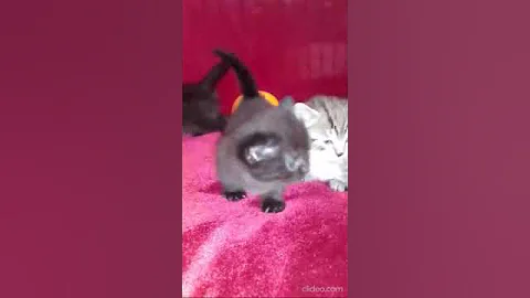 Video 10827341: fluffy munchkin kitten, kitten happy