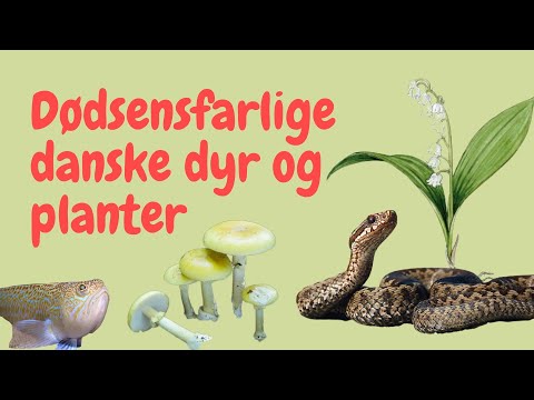 Video: Planter, Der Er Farlige For Mennesker Og Dyr