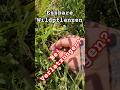 #motivation #information #medizin #hurt #draußen #organic #nature #natur #bushcraft #ontheroad