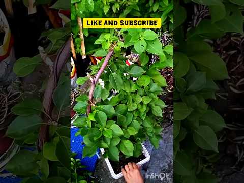 How To Shape Bougainvillea #viralshort #gardeningideas #howtoshapebougainvilliea@mydreamgarden_8411