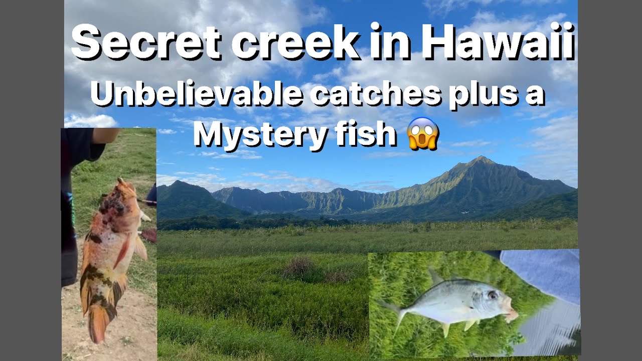 Secret creek in Hawaii You wont believe what we caught and what is