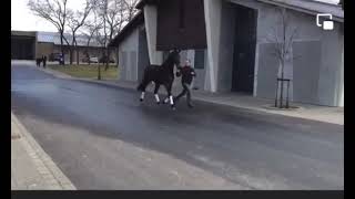 Breeding Mare Florelia S.blue Hors Touch Me, In Foal To Damaschino