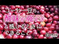 コーヒー豆の酸味が強すぎると感じるときにできること｜おうちコーヒーを楽しもう #49